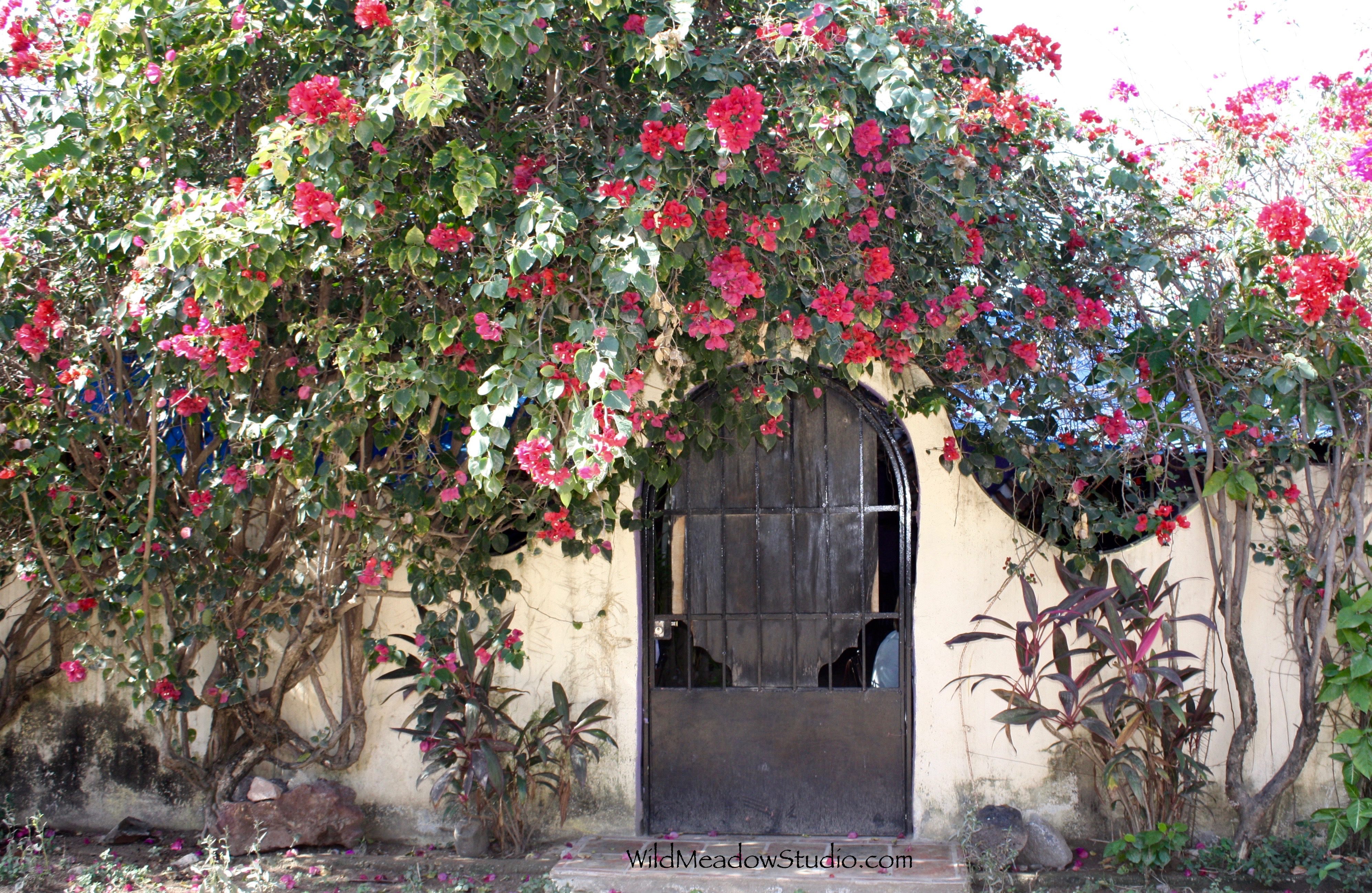 Wild Meadow Studio