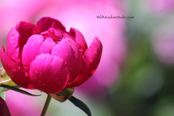 Spring Gallery