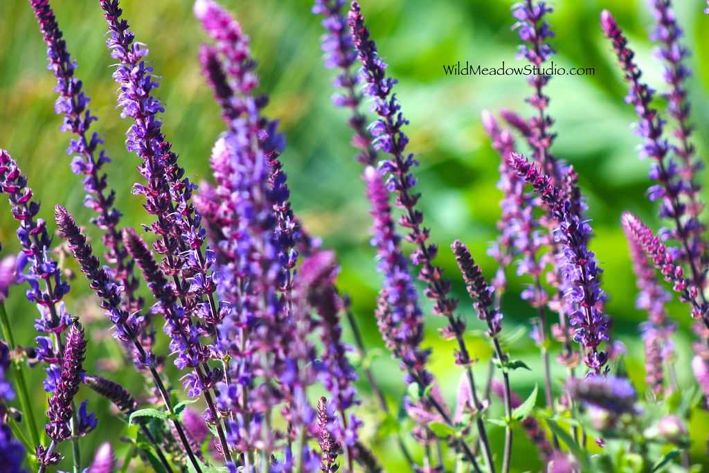 Wild Meadow Studio
