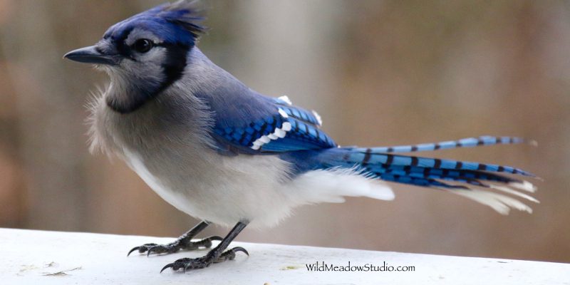 Pet Photography in Ottawa, Ontario