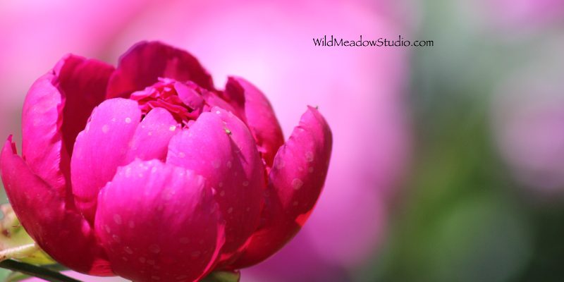 Artistic Photography