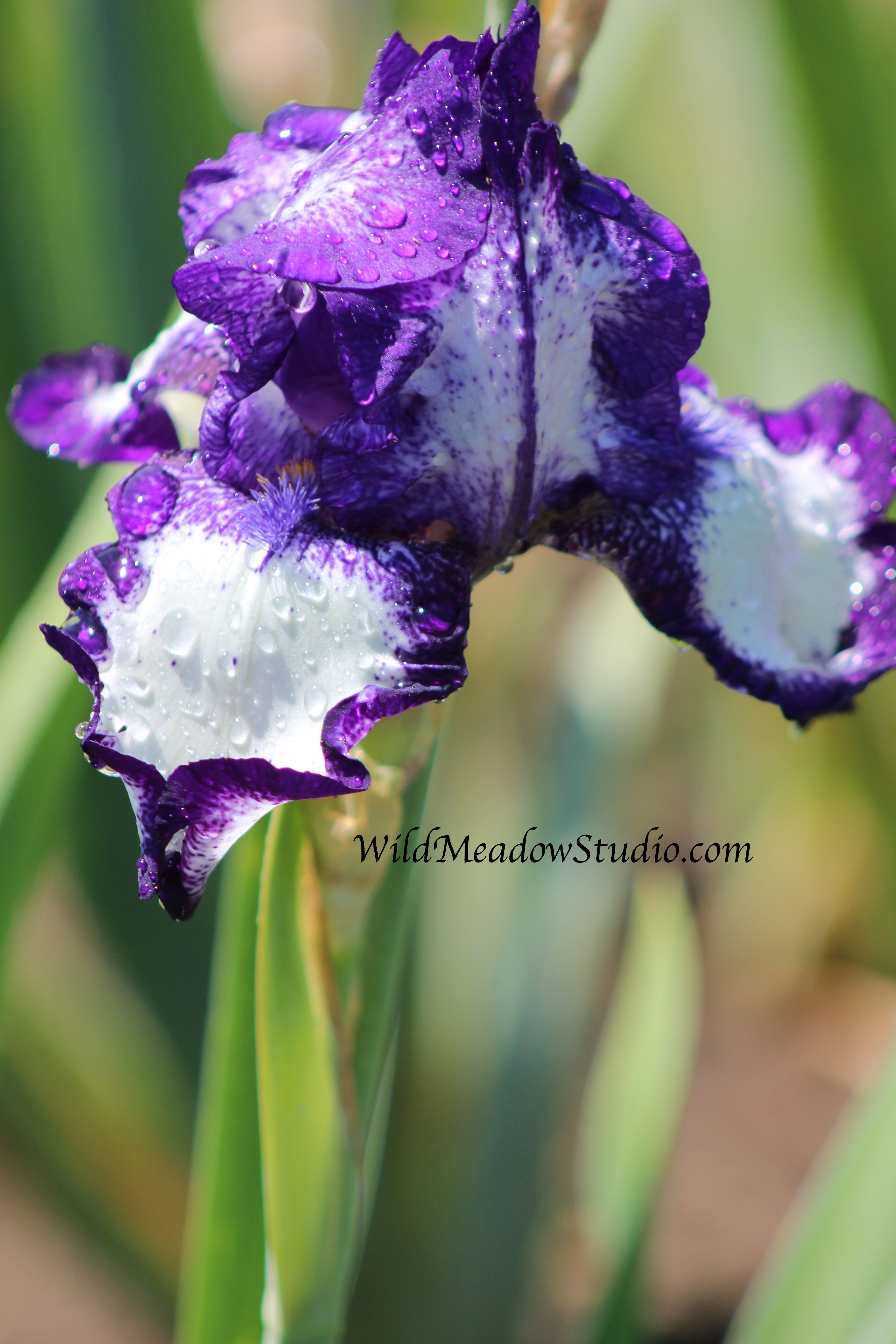 Wild Meadow Studio