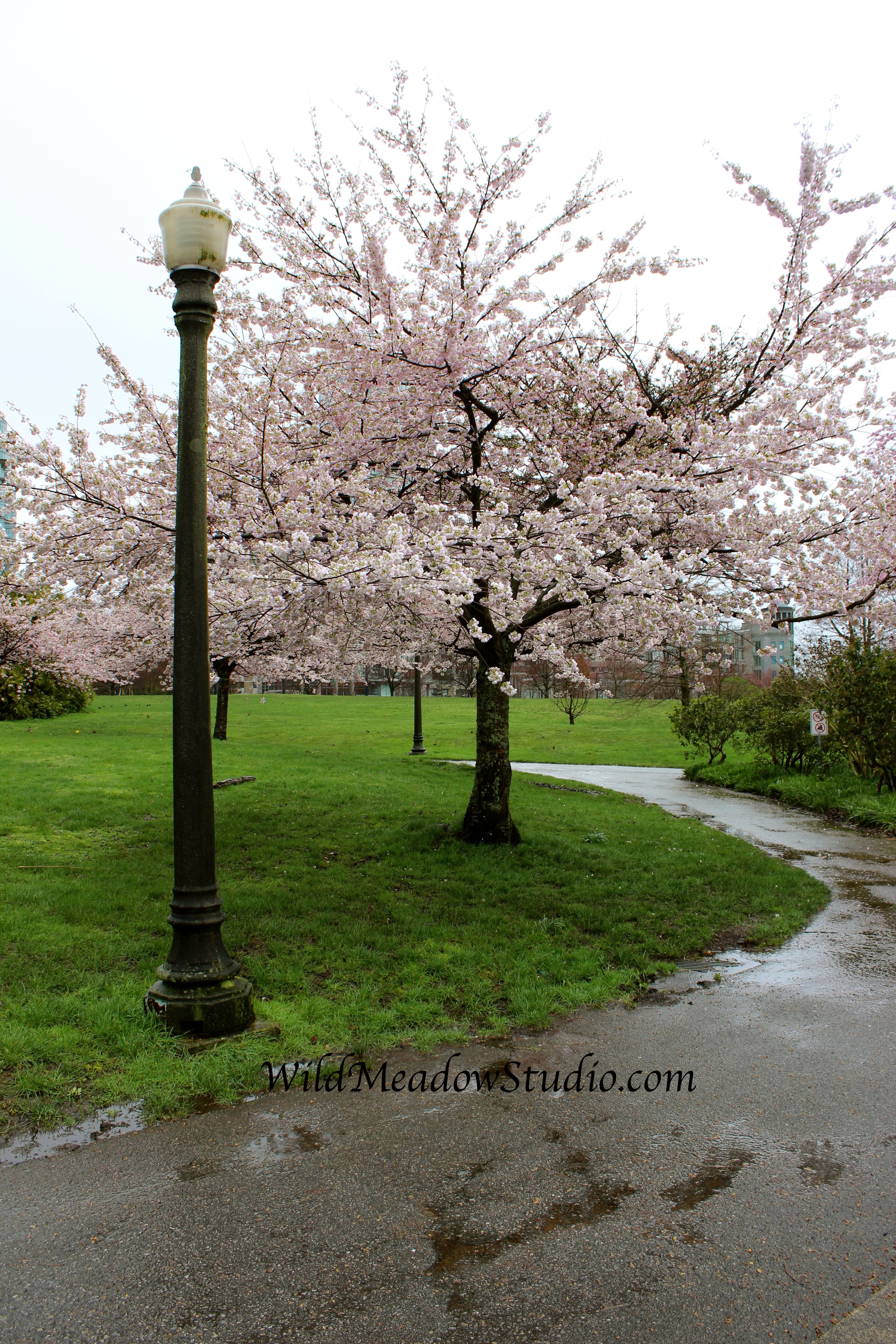 Wild Meadow Studio