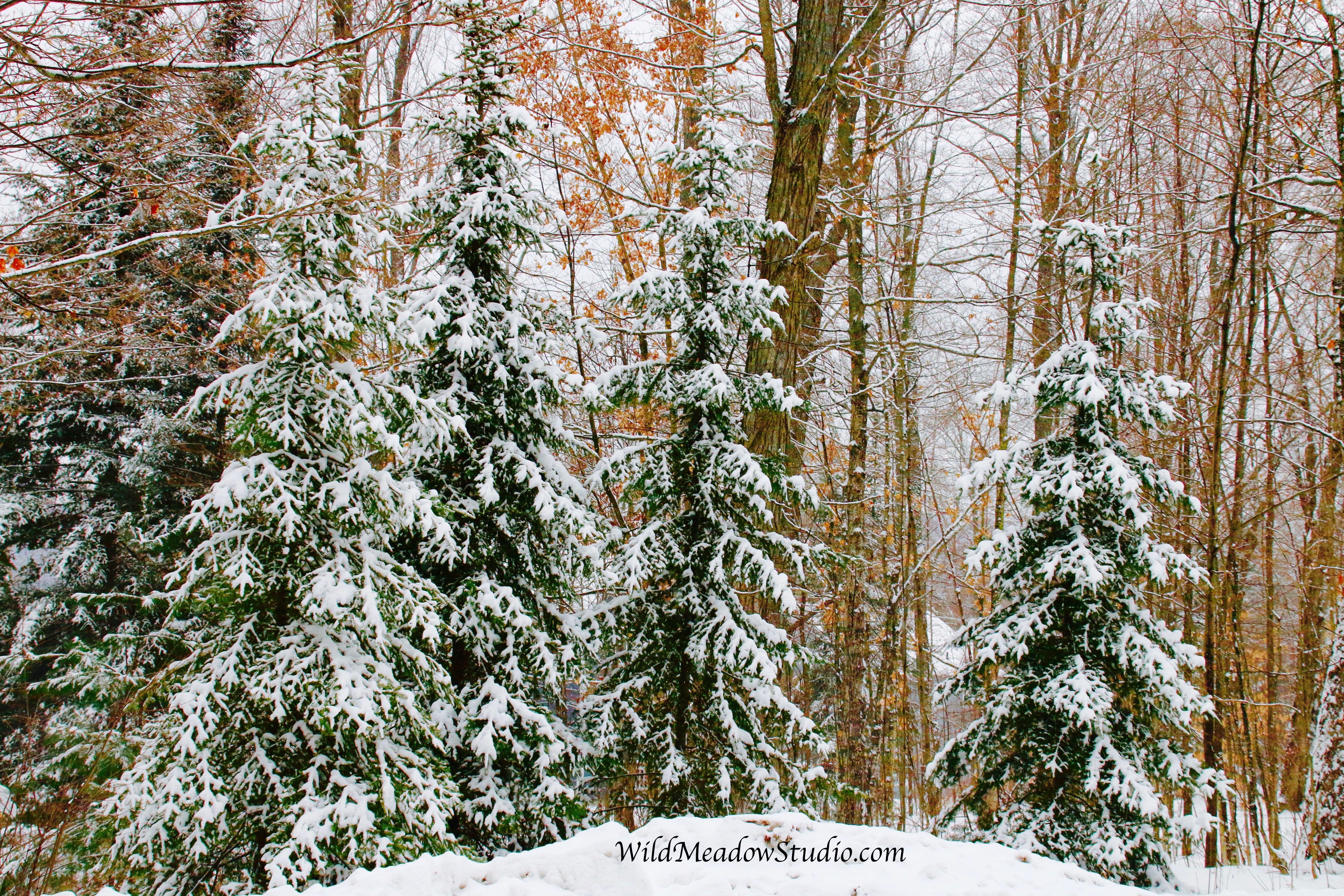 Wild Meadow Studio
