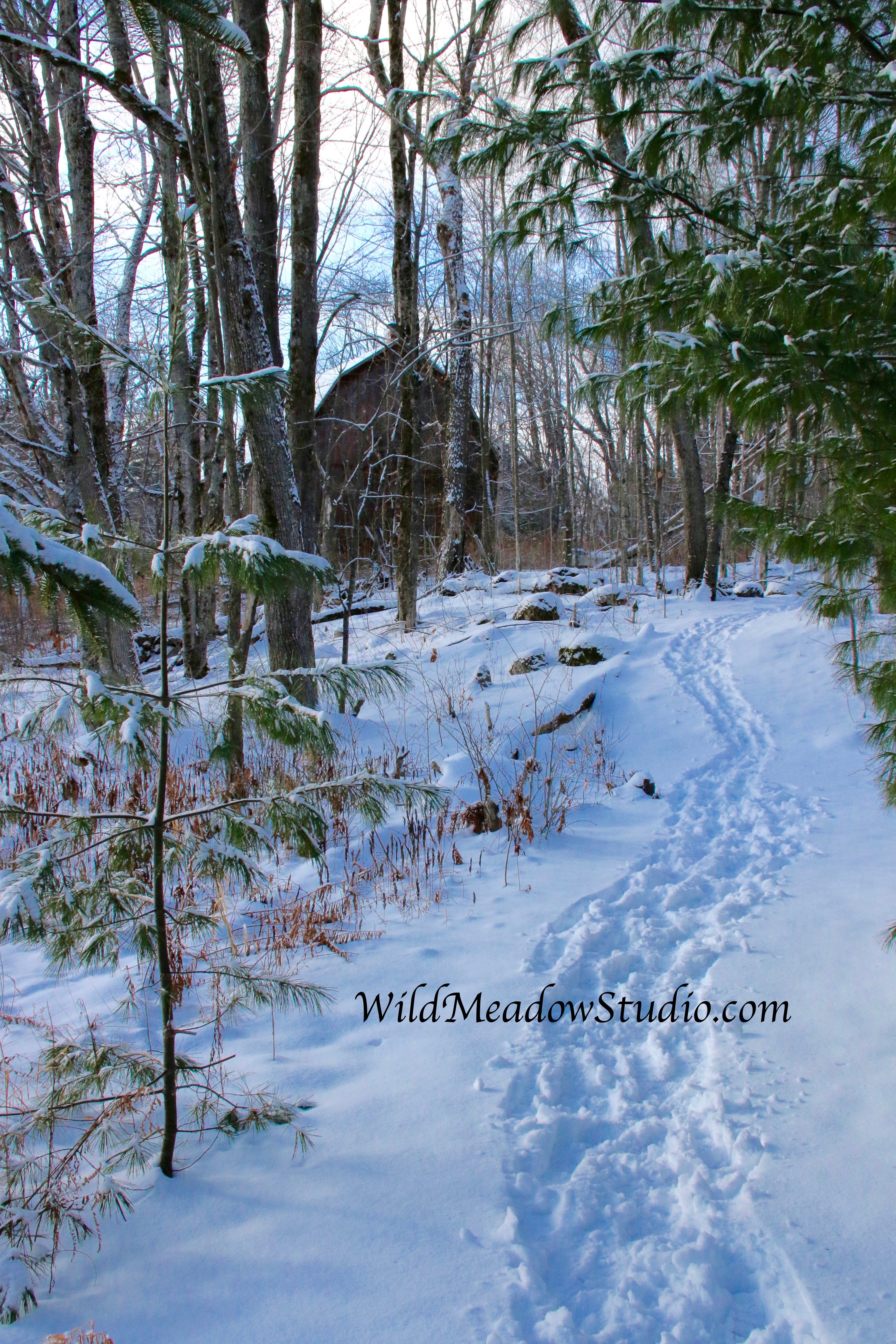 Wild Meadow Studio