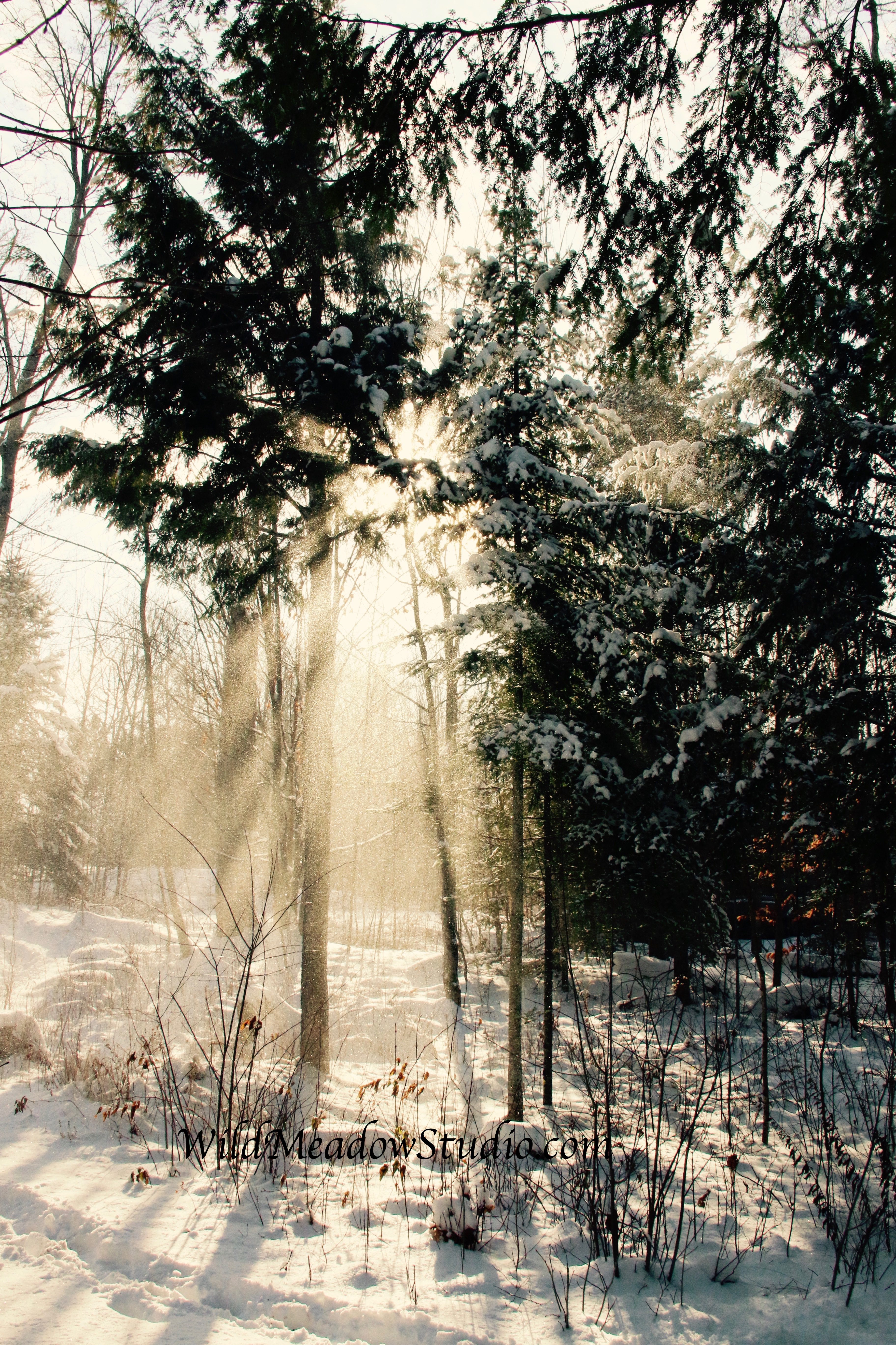 Wild Meadow Studio
