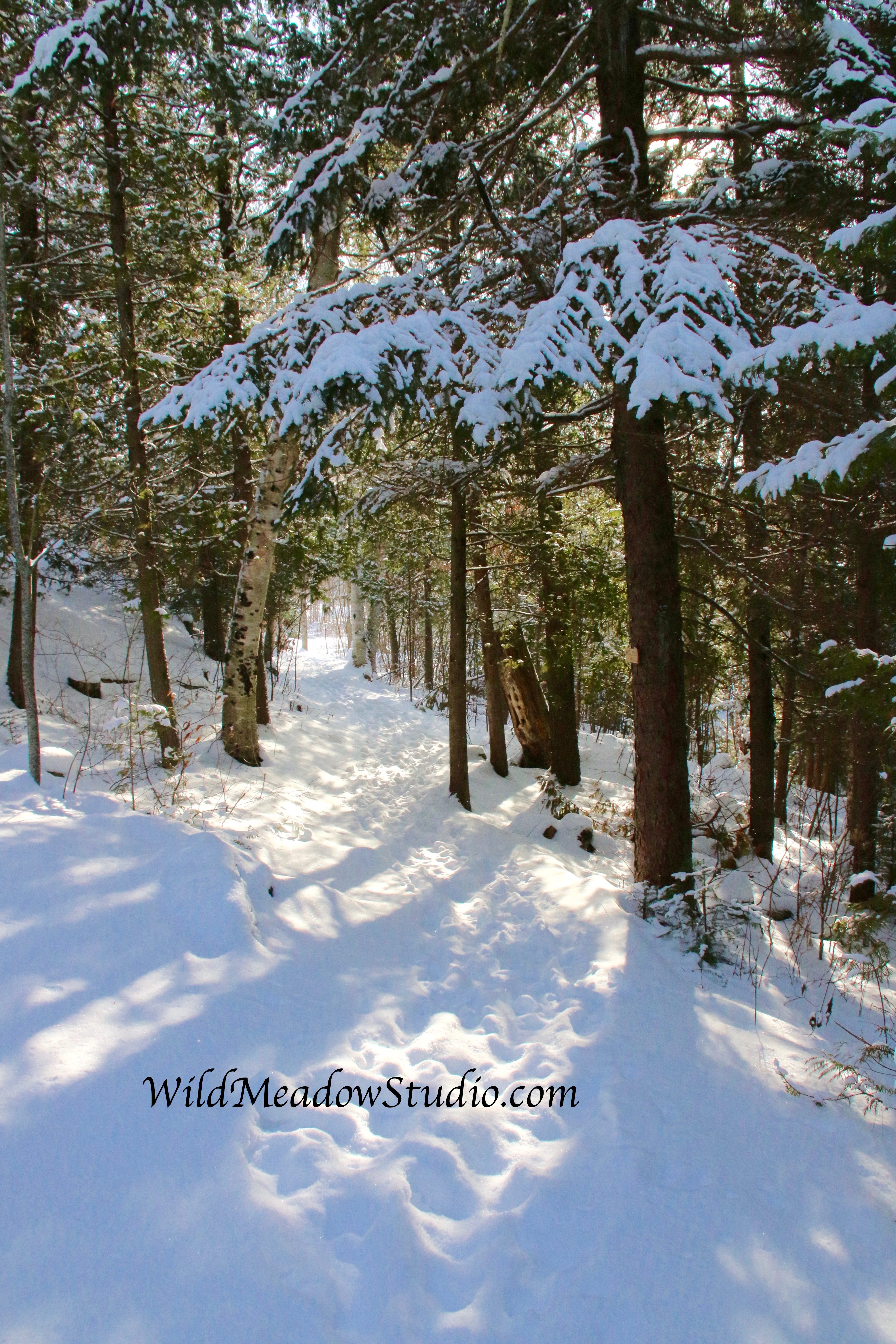Wild Meadow Studio